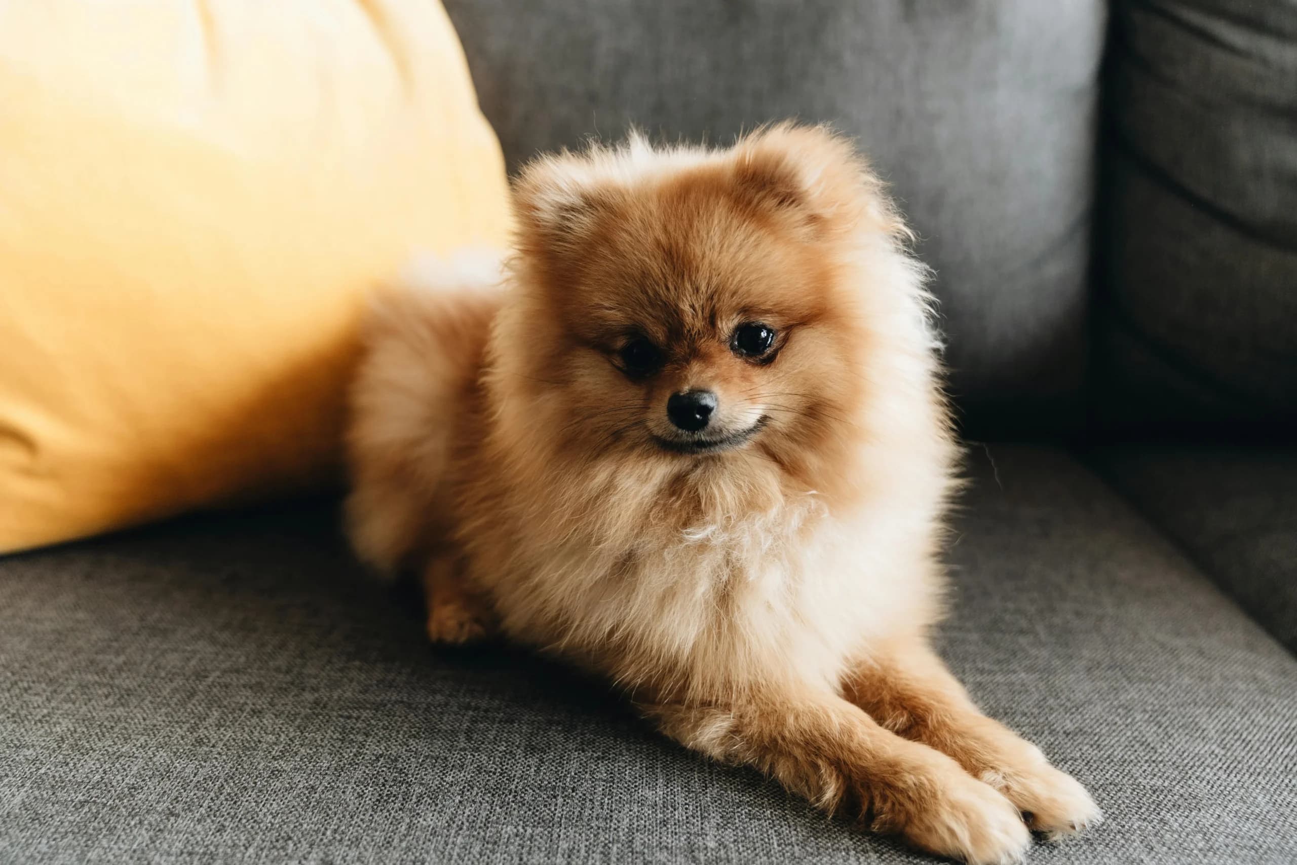 Pet-friendly лоджі