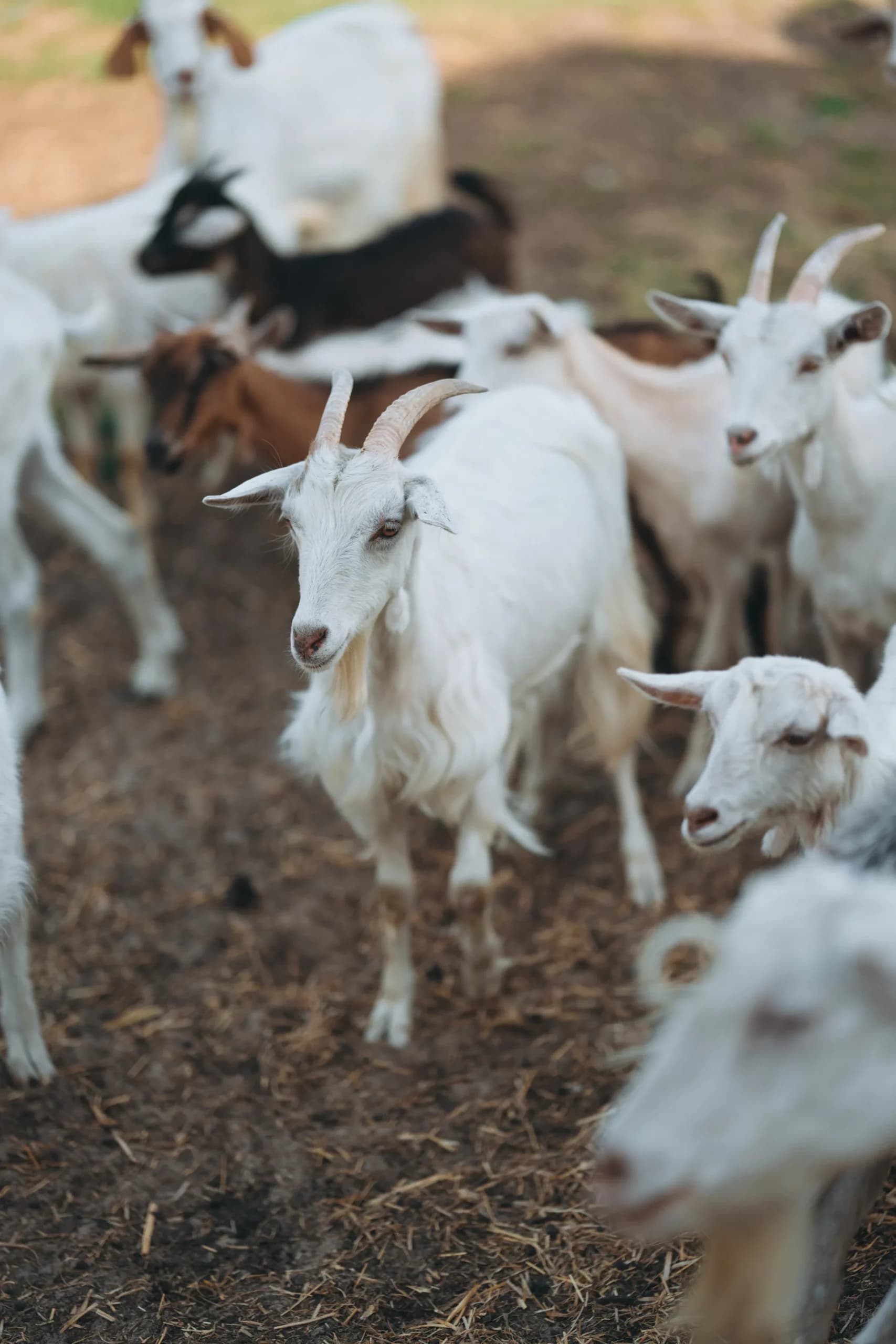 Animals