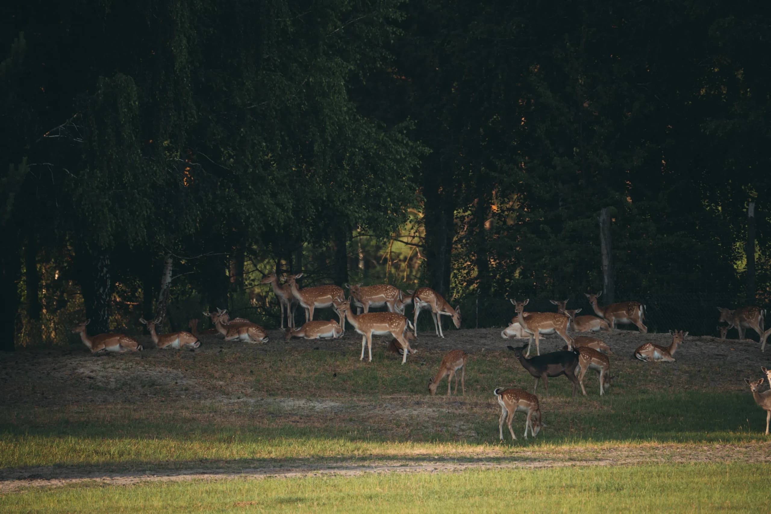 Deers