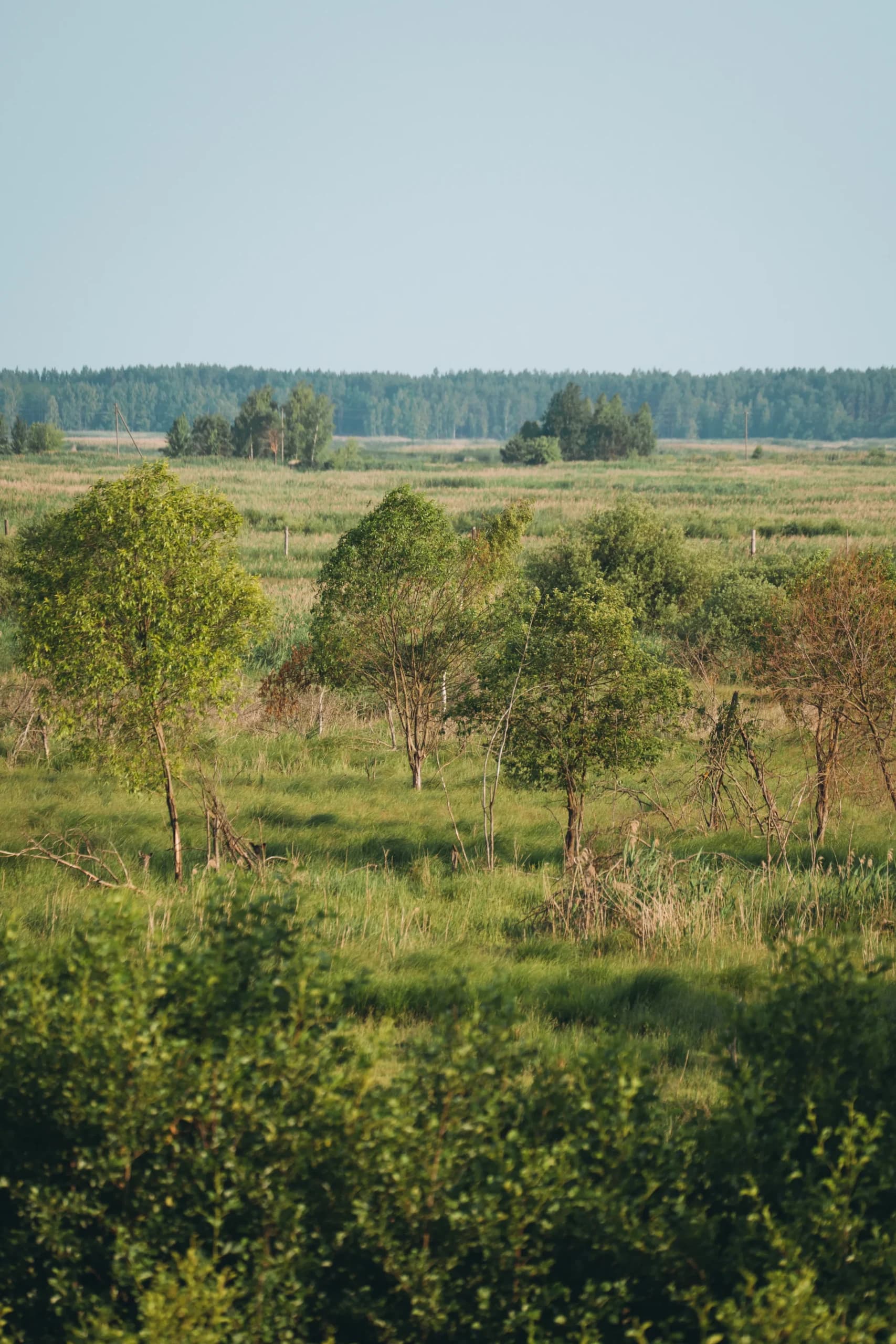 forest