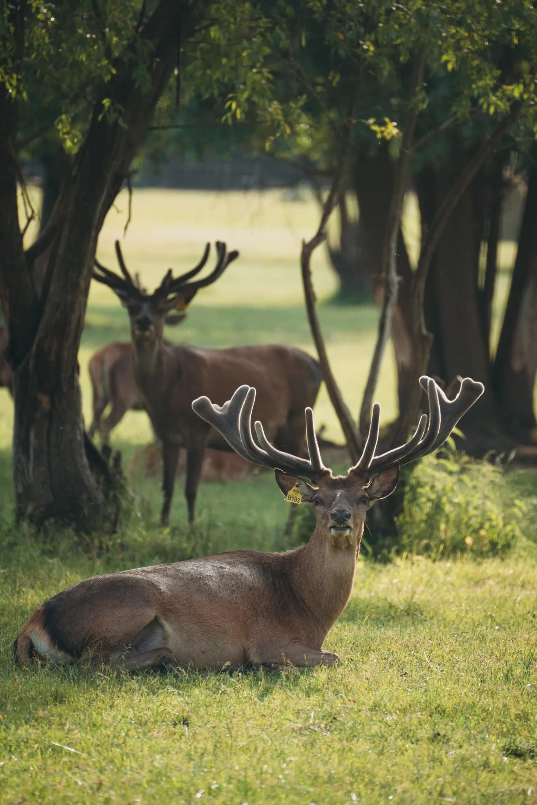 deers