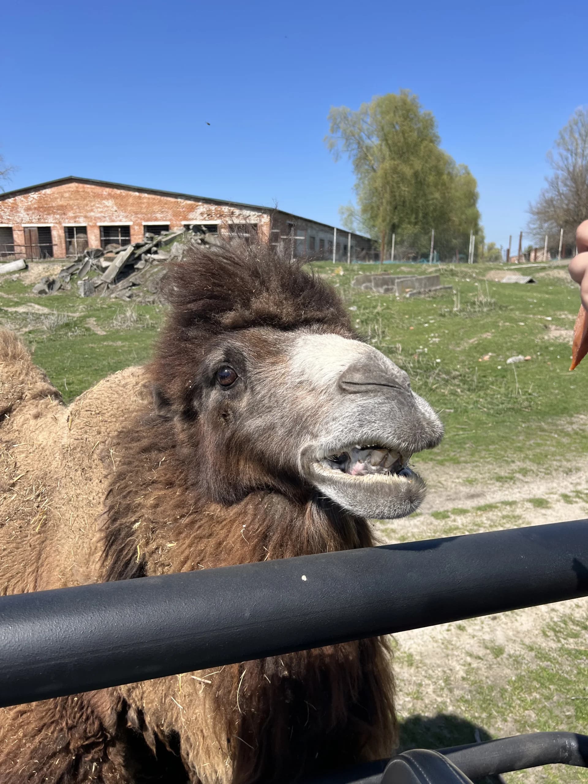 Camel